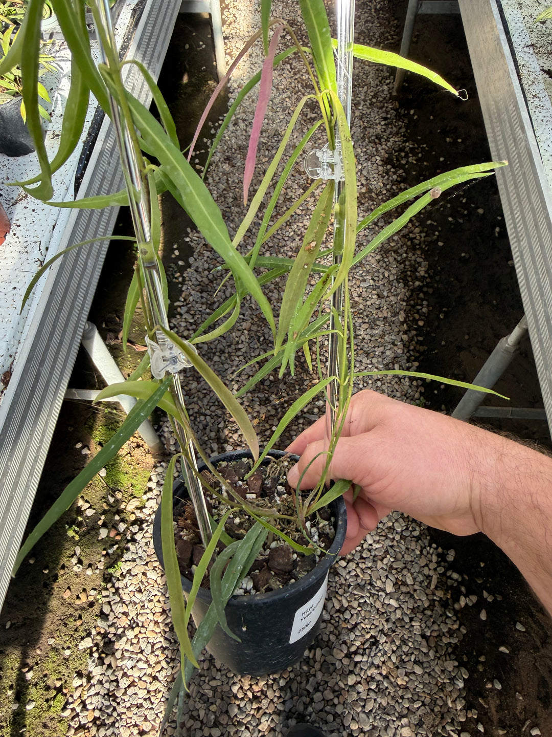 Hoya yvesrocheri