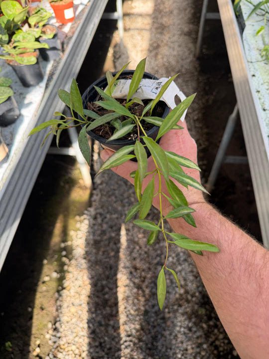 Hoya tsangii sisäkirjava