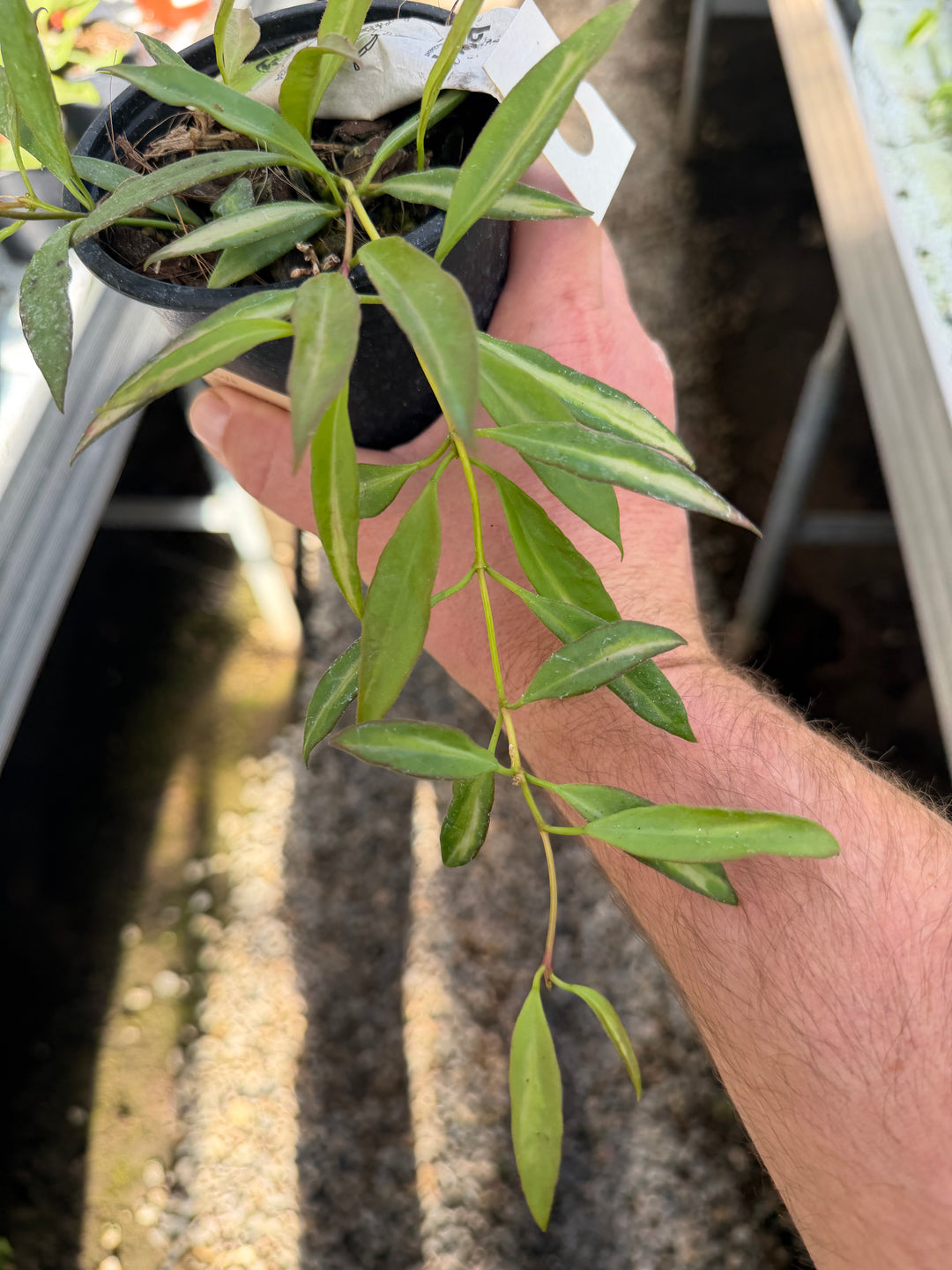 Hoya tsangii sisäkirjava