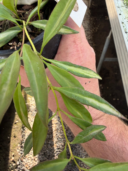 Hoya tsangii sisäkirjava