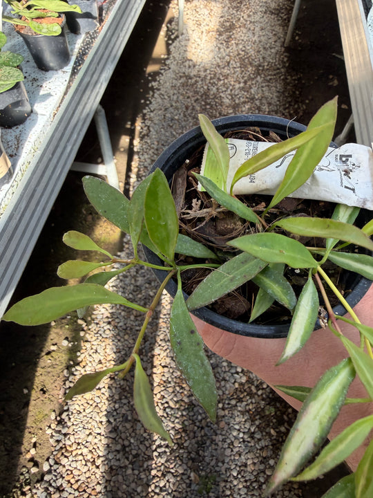 Hoya tsangii sisäkirjava