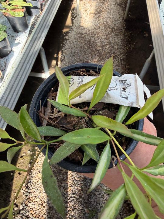 Hoya tsangii sisäkirjava