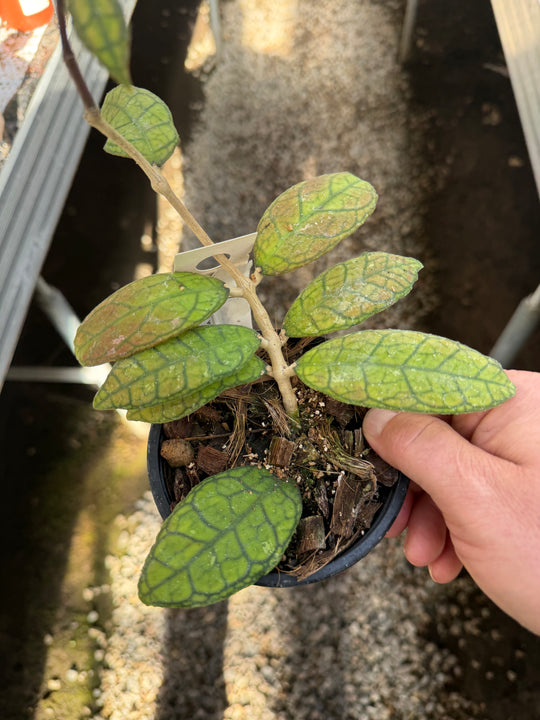 Hoya AH040