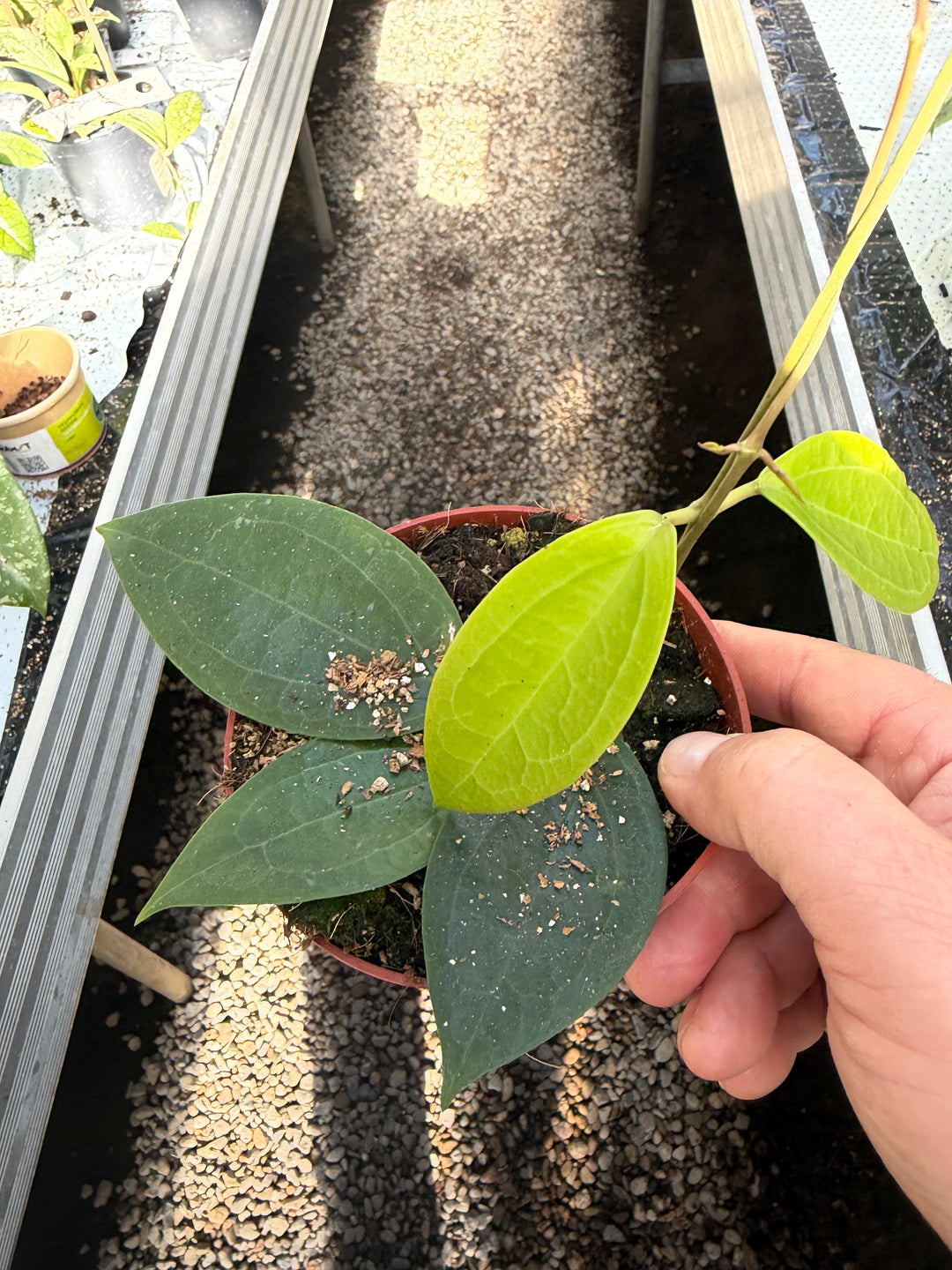 Hoya Timor