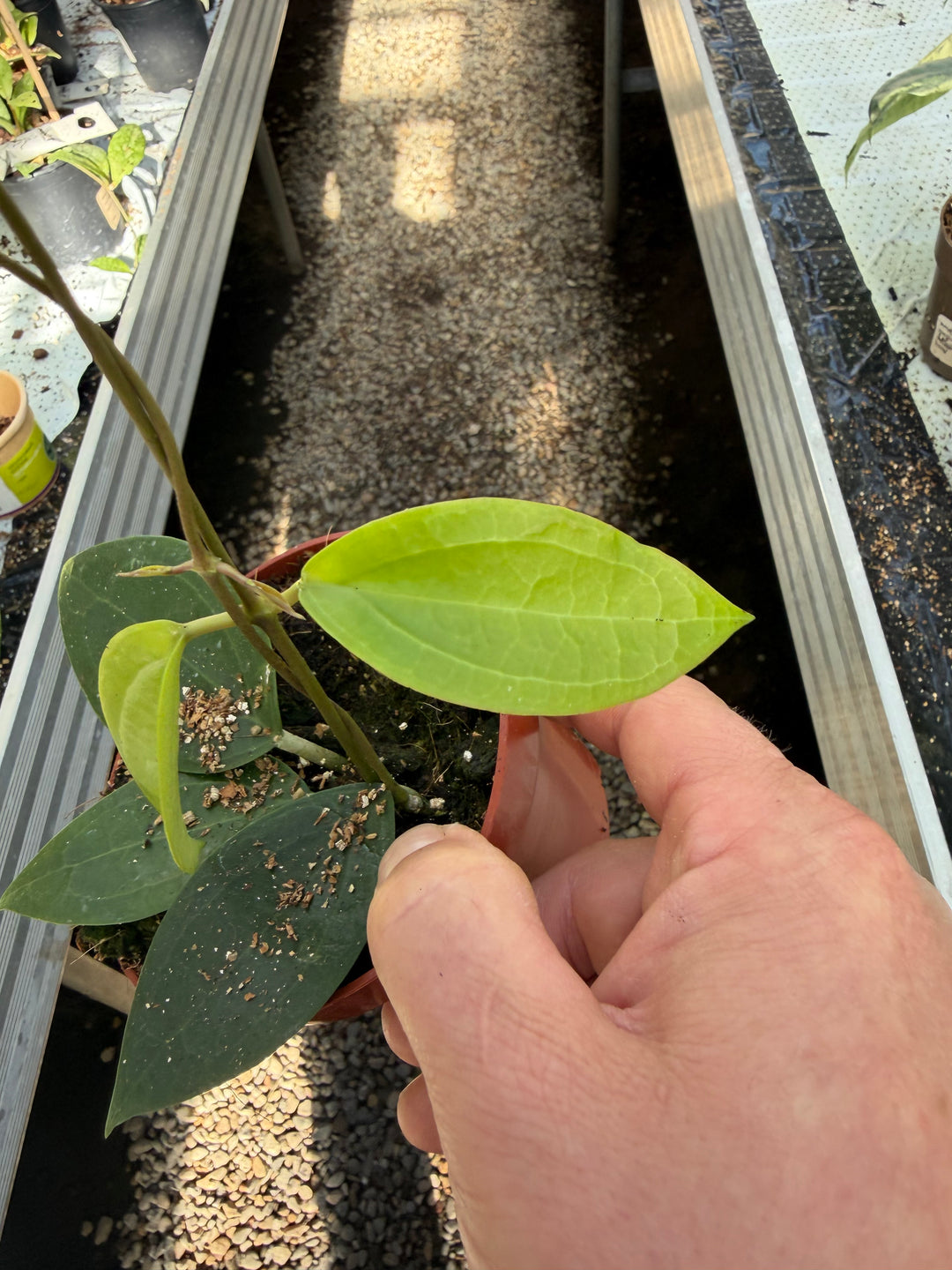 Hoya Timor