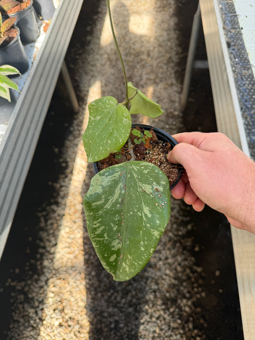 Hoya sp. Sidempuan