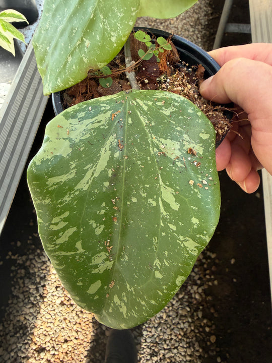 Hoya sp. Sidempuan