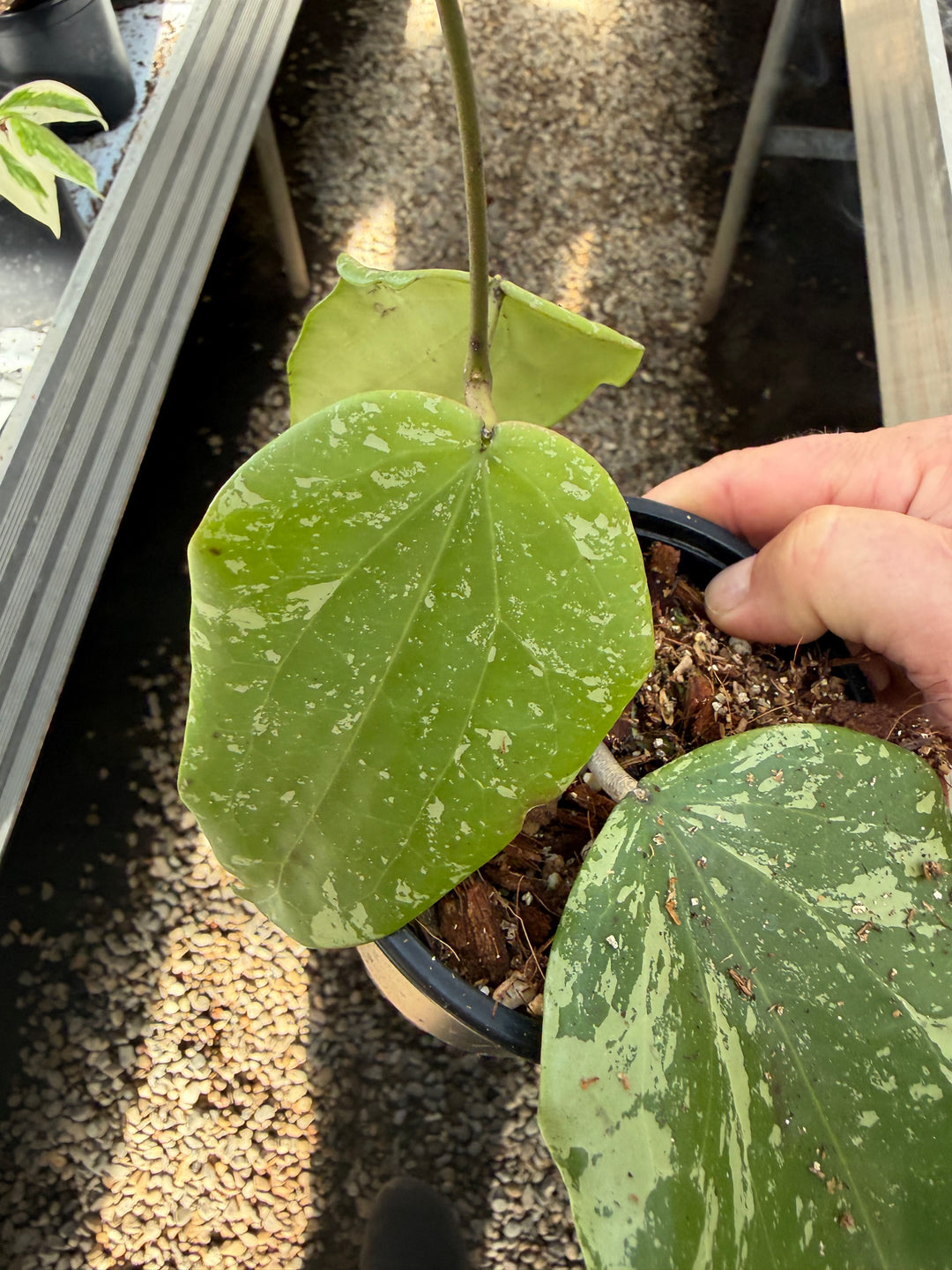Hoya sp. Sidempuan