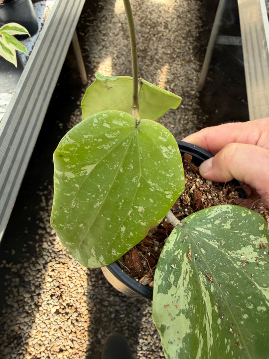 Hoya sp. Sidempuan