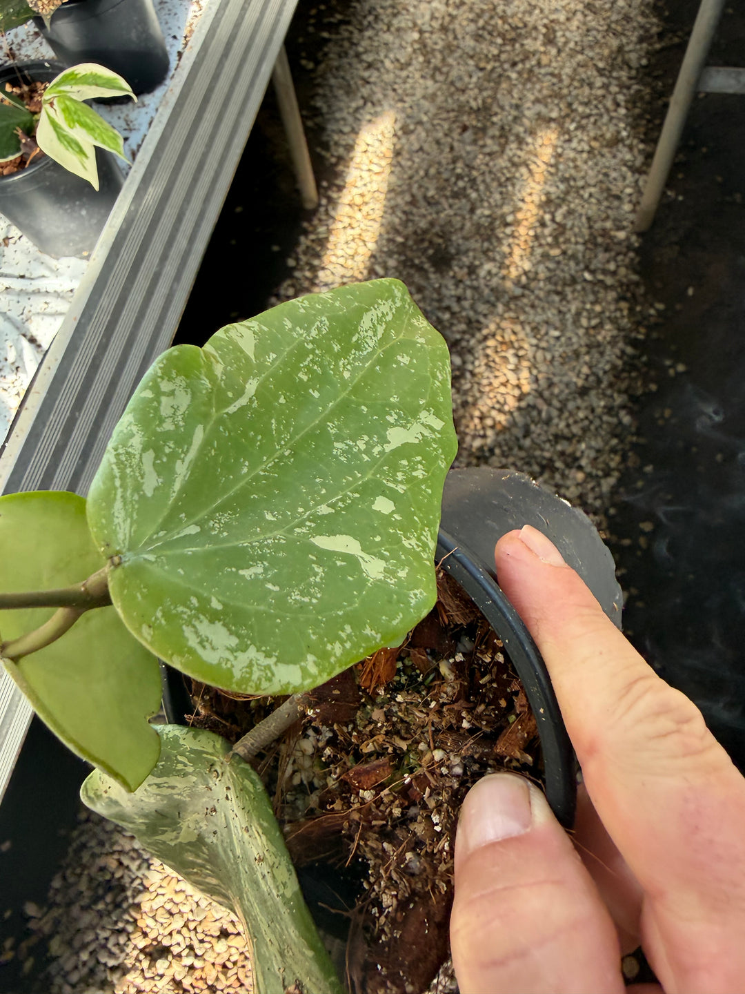 Hoya sp. Sidempuan