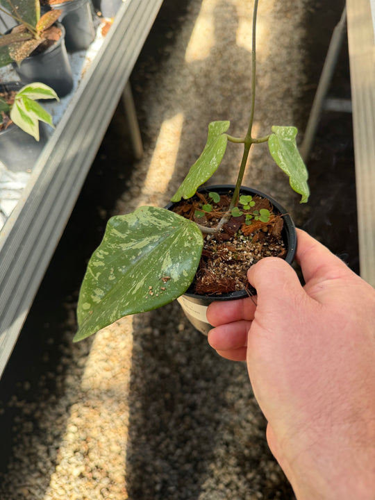 Hoya sp. Sidempuan