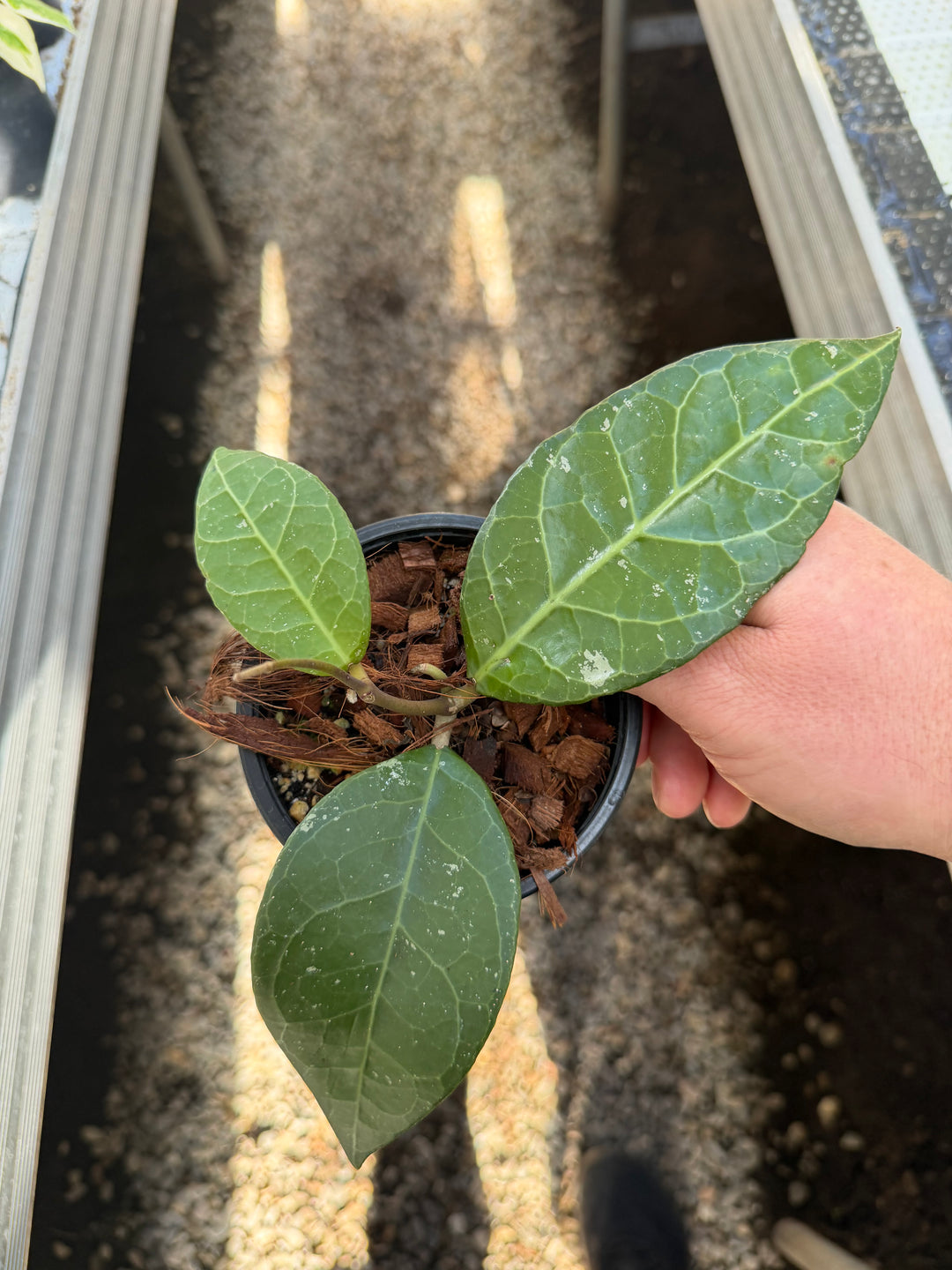 Hoya verticillata lampung