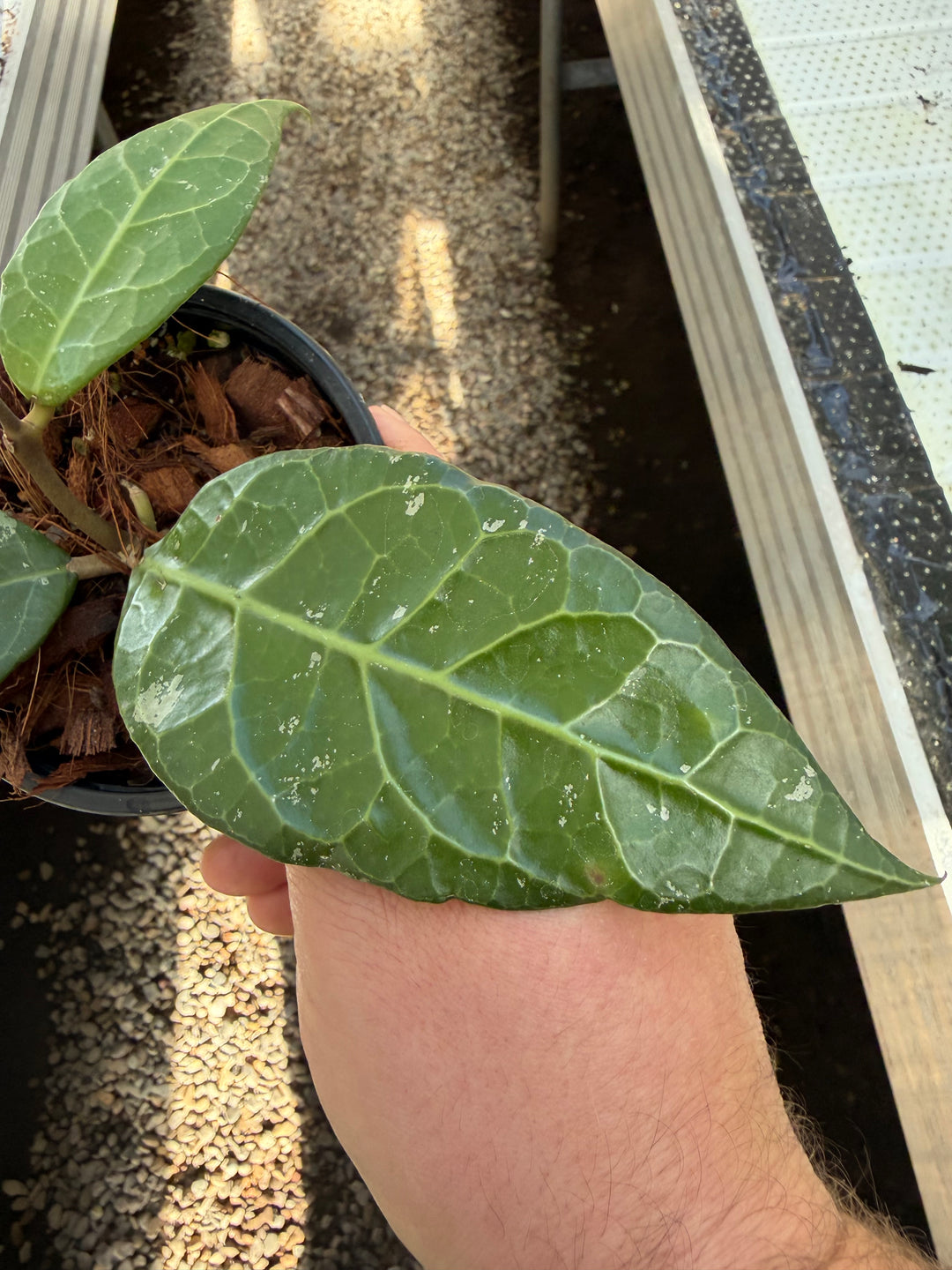 Hoya verticillata lampung