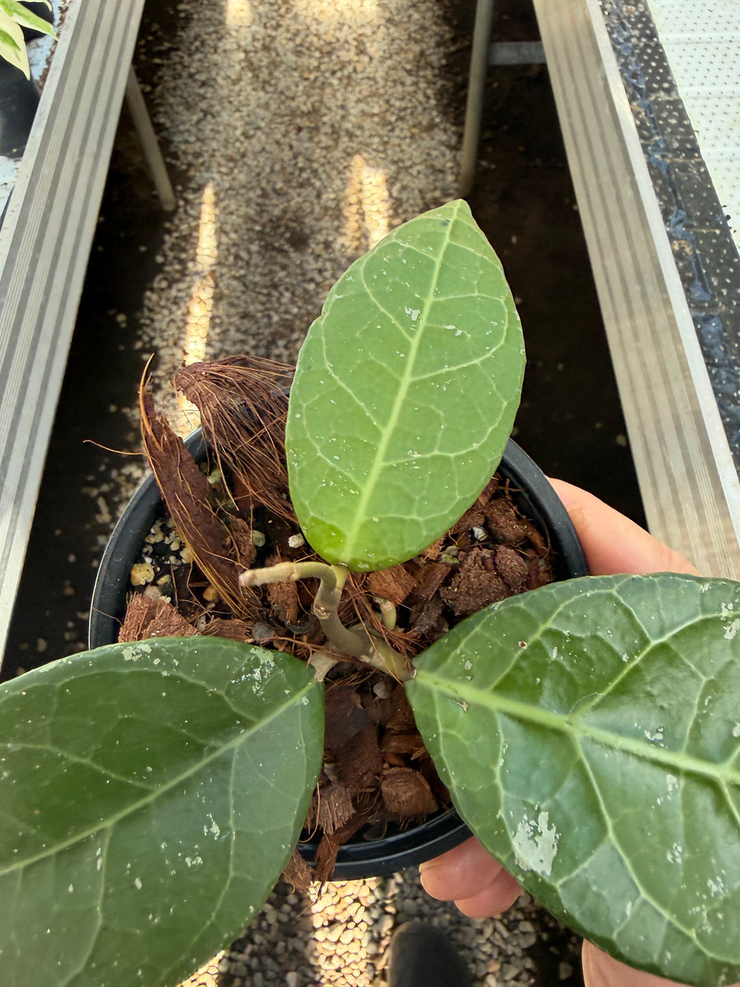 Hoya verticillata lampung