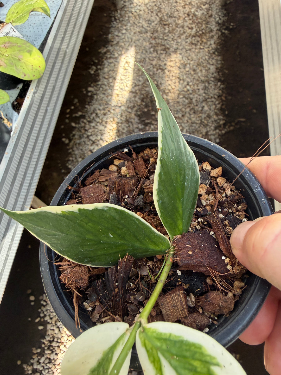 Hoya polyneura albo