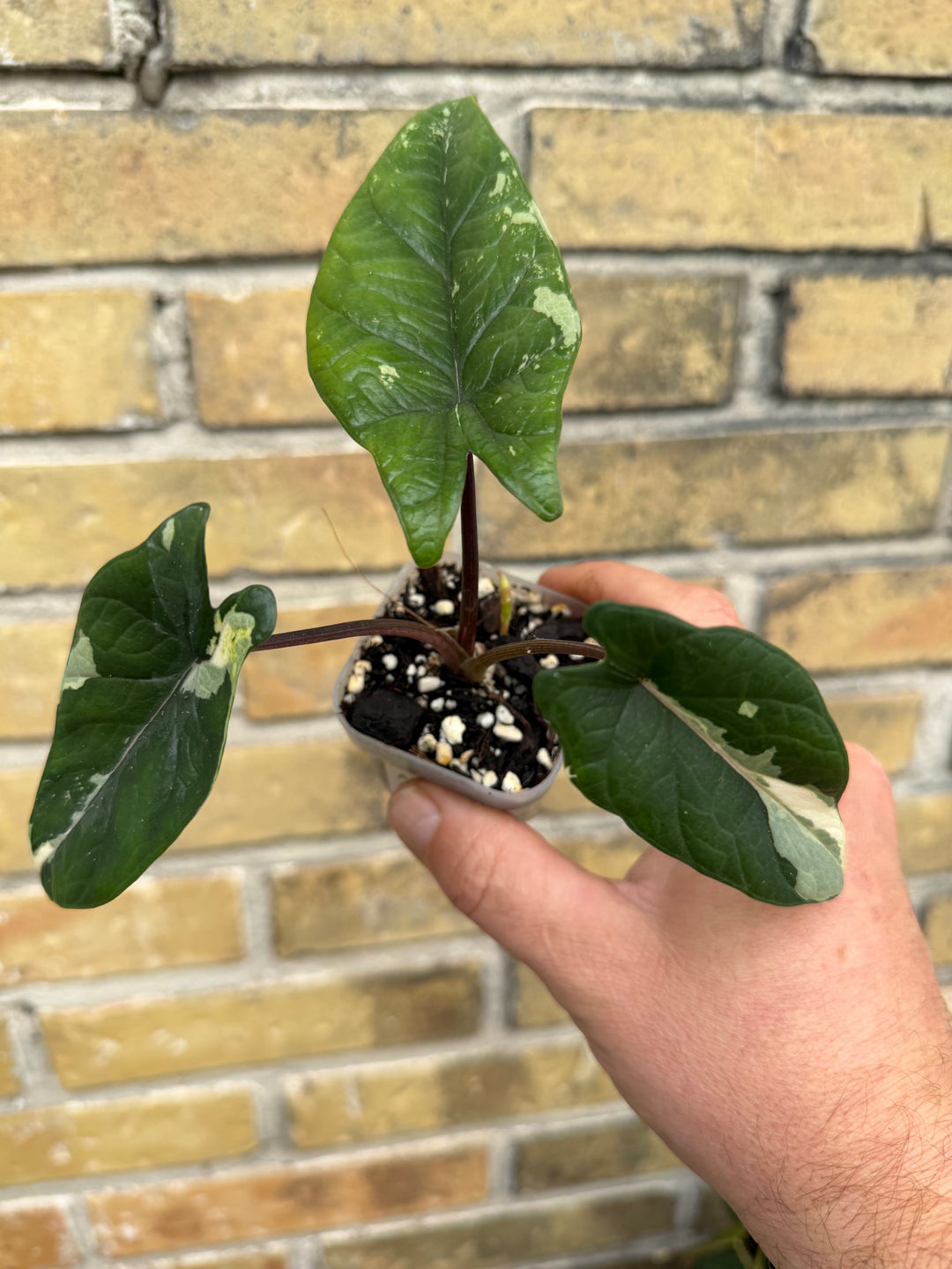 Alocasia Scalprum albo