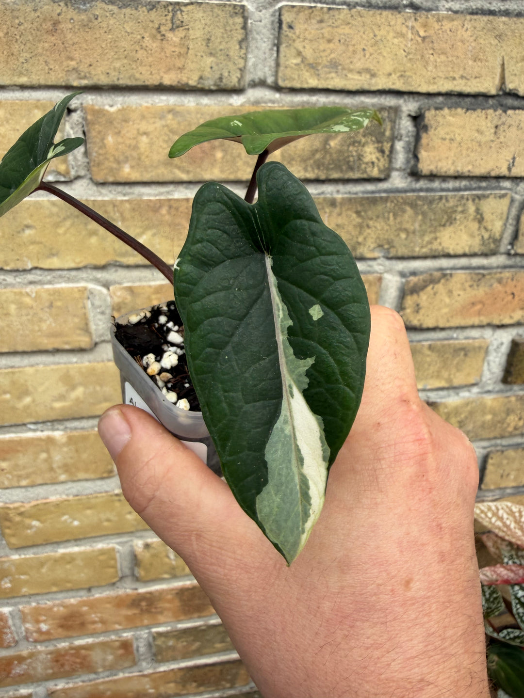 Alocasia Scalprum albo