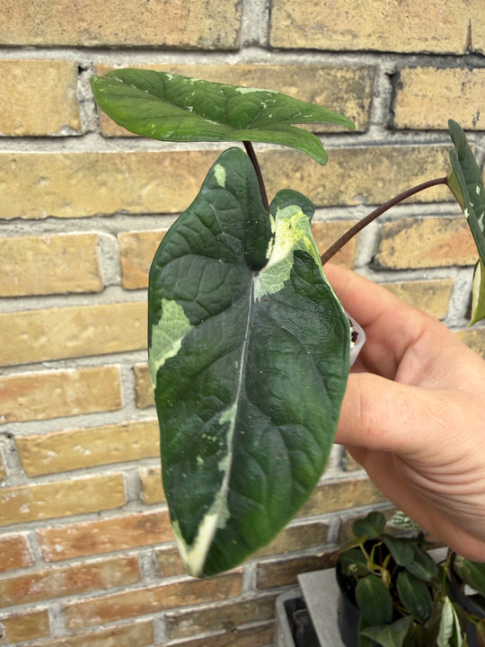 Alocasia Scalprum albo