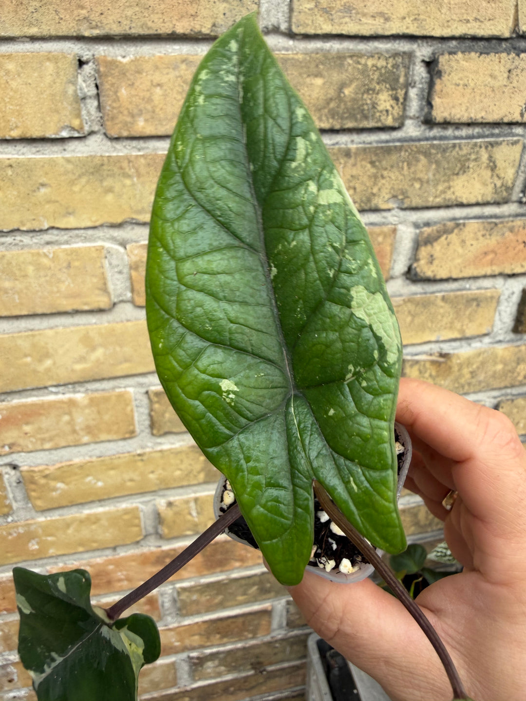 Alocasia Scalprum albo