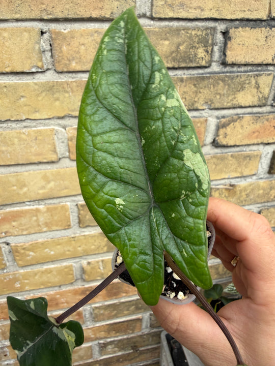Alocasia Scalprum albo