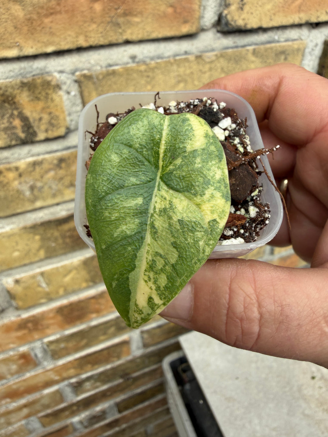Alocasia Melo Aurea