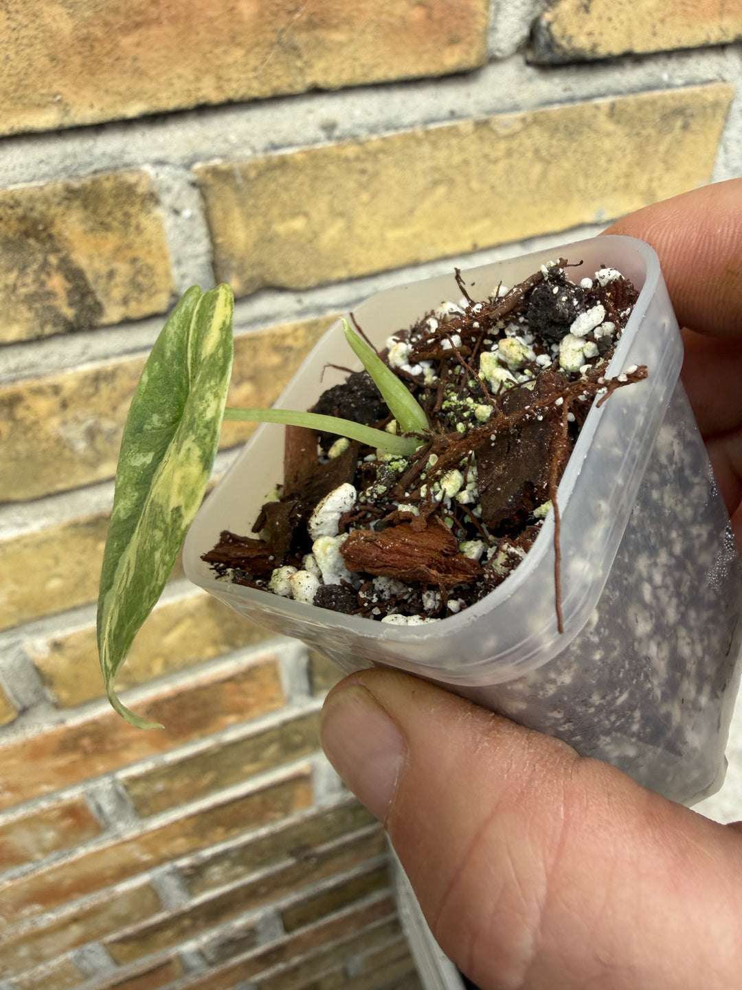 Alocasia Melo Aurea