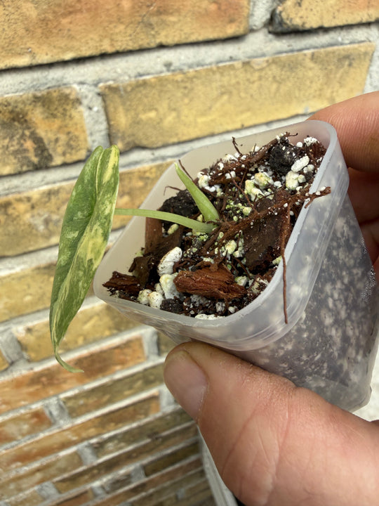 Alocasia Melo Aurea