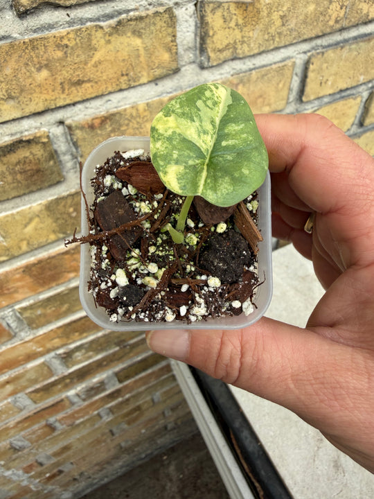 Alocasia Melo Aurea