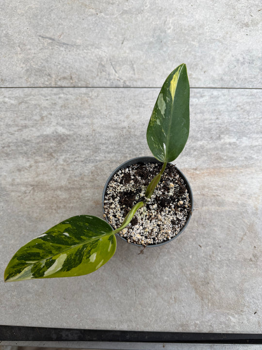 Philodendron white wizard tricolor