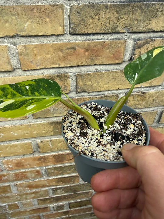 Philodendron white wizard tricolor