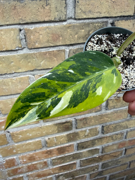Philodendron white wizard tricolor