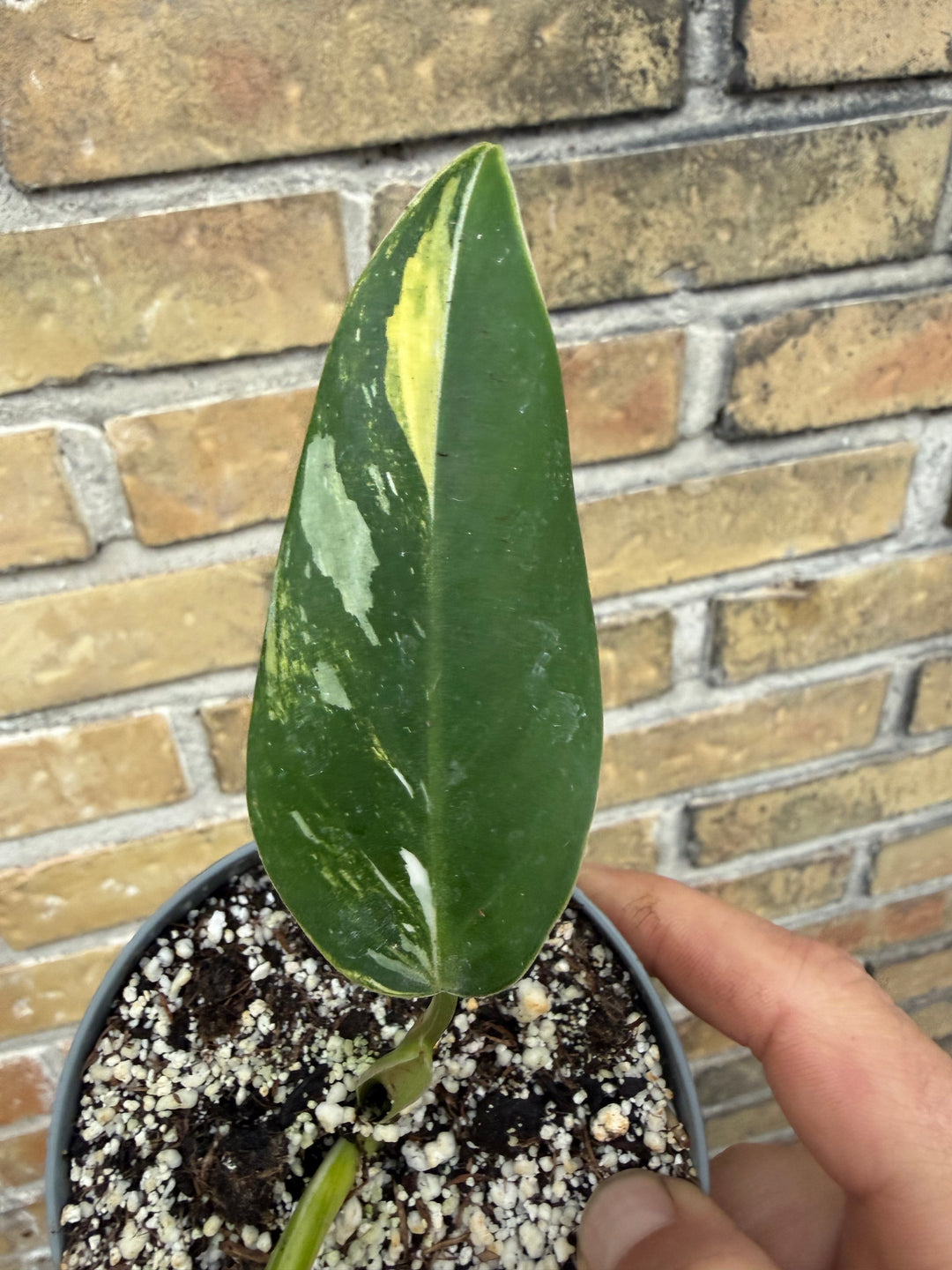 Philodendron white wizard tricolor