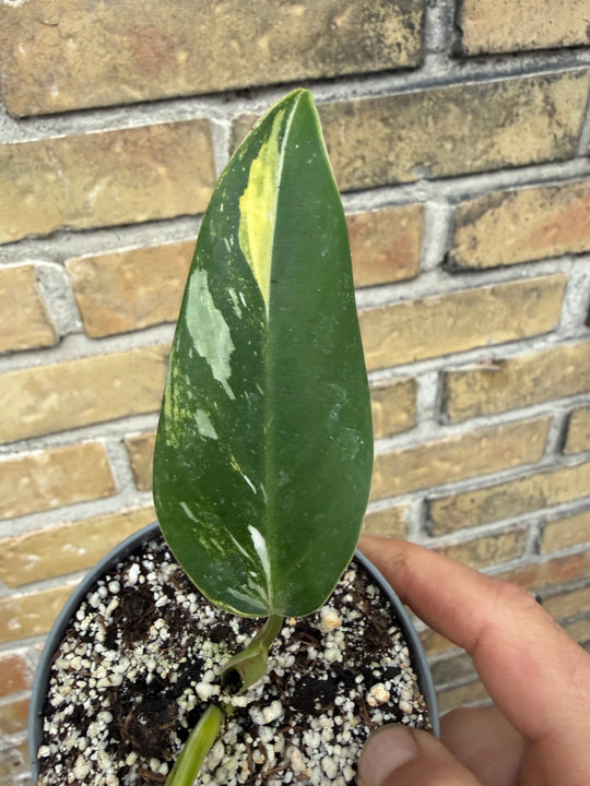 Philodendron white wizard tricolor