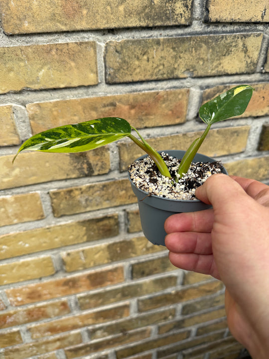 Philodendron white wizard tricolor