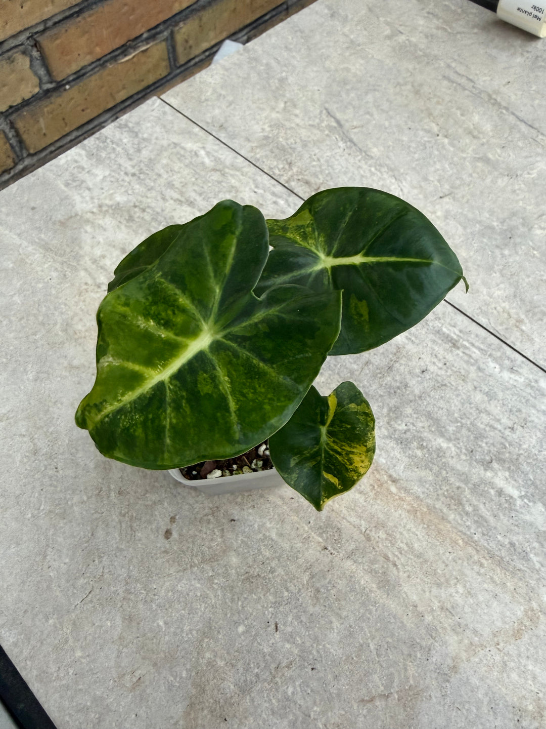 Alocasia Frydek Round form “London eye” variegata