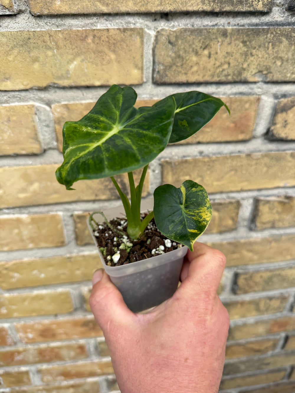 Alocasia Frydek Round form “London eye” variegata