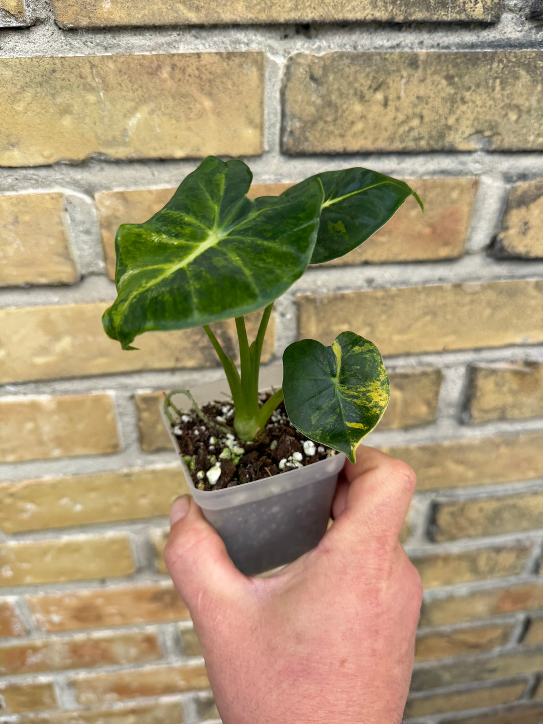 Alocasia Frydek Round form “London eye” variegata