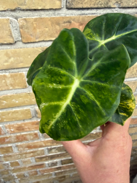 Alocasia Frydek Round form “London eye” variegata