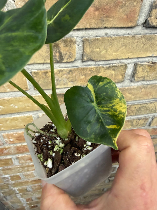 Alocasia Frydek Round form “London eye” variegata
