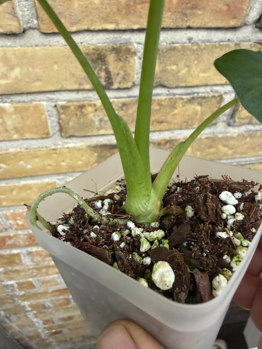 Alocasia Frydek Round form “London eye” variegata