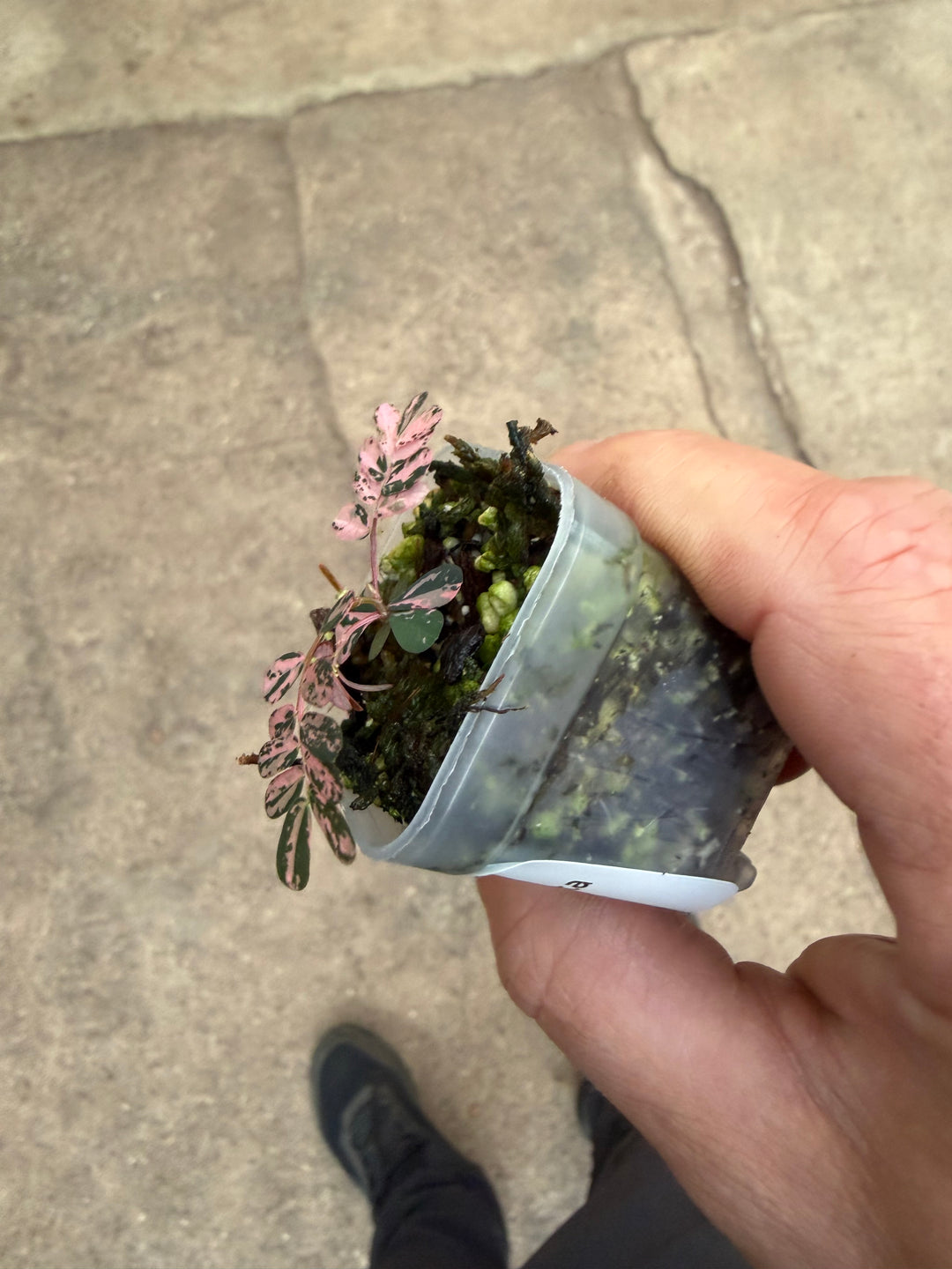 Phyllanthus urinaria Varigata