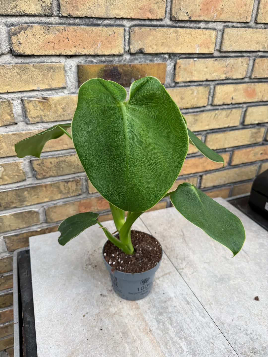 Philodendron rugosum