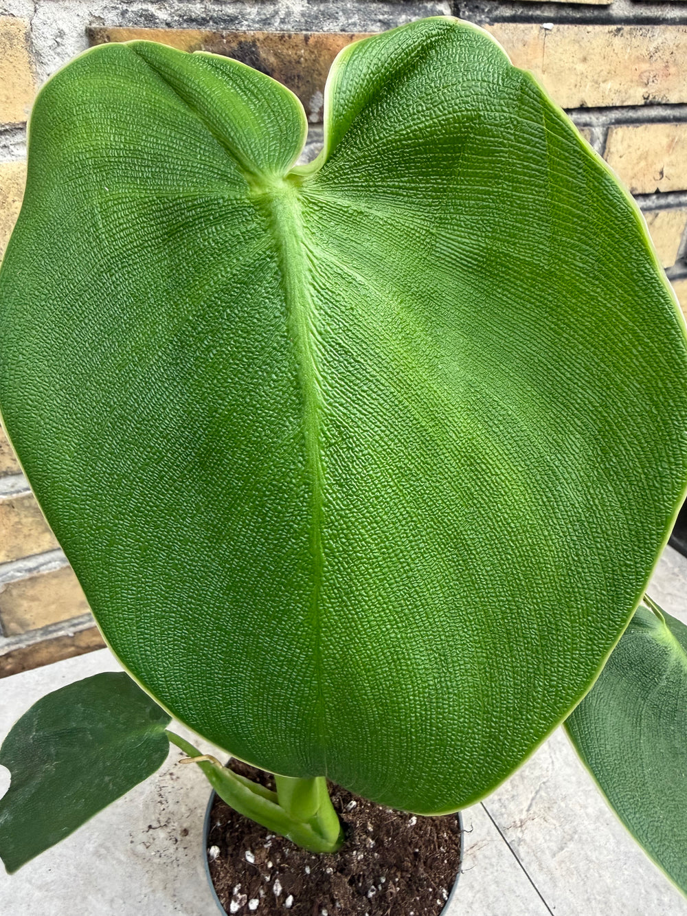 Philodendron rugosum