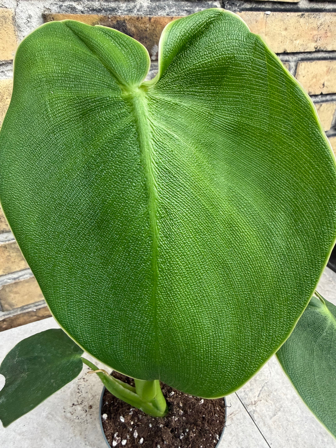 Philodendron rugosum