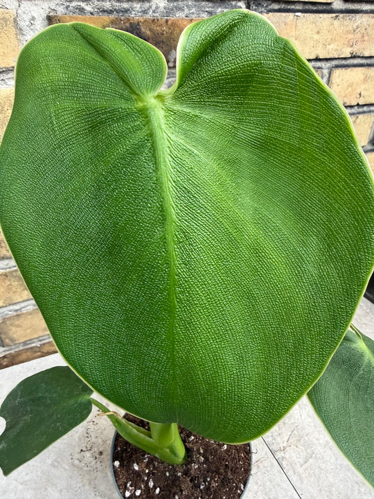 Philodendron rugosum