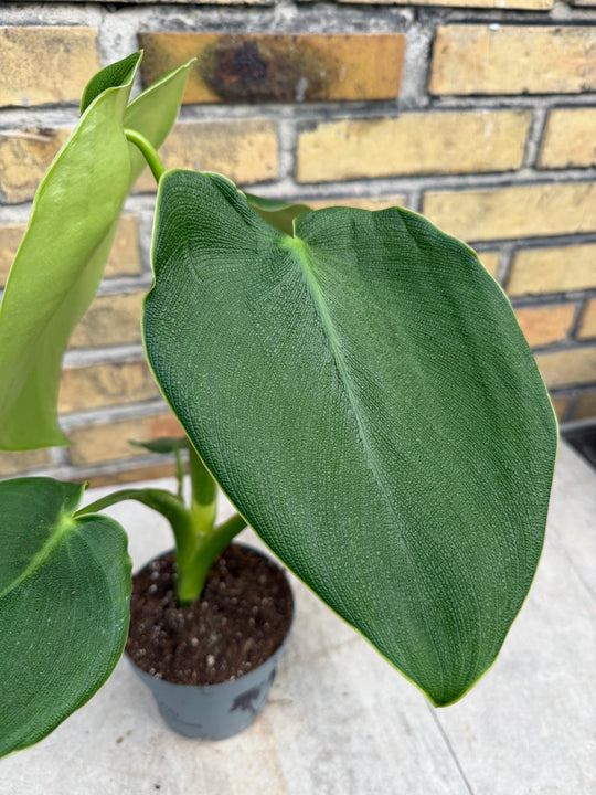 Philodendron rugosum