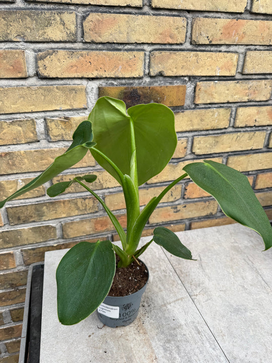 Philodendron rugosum