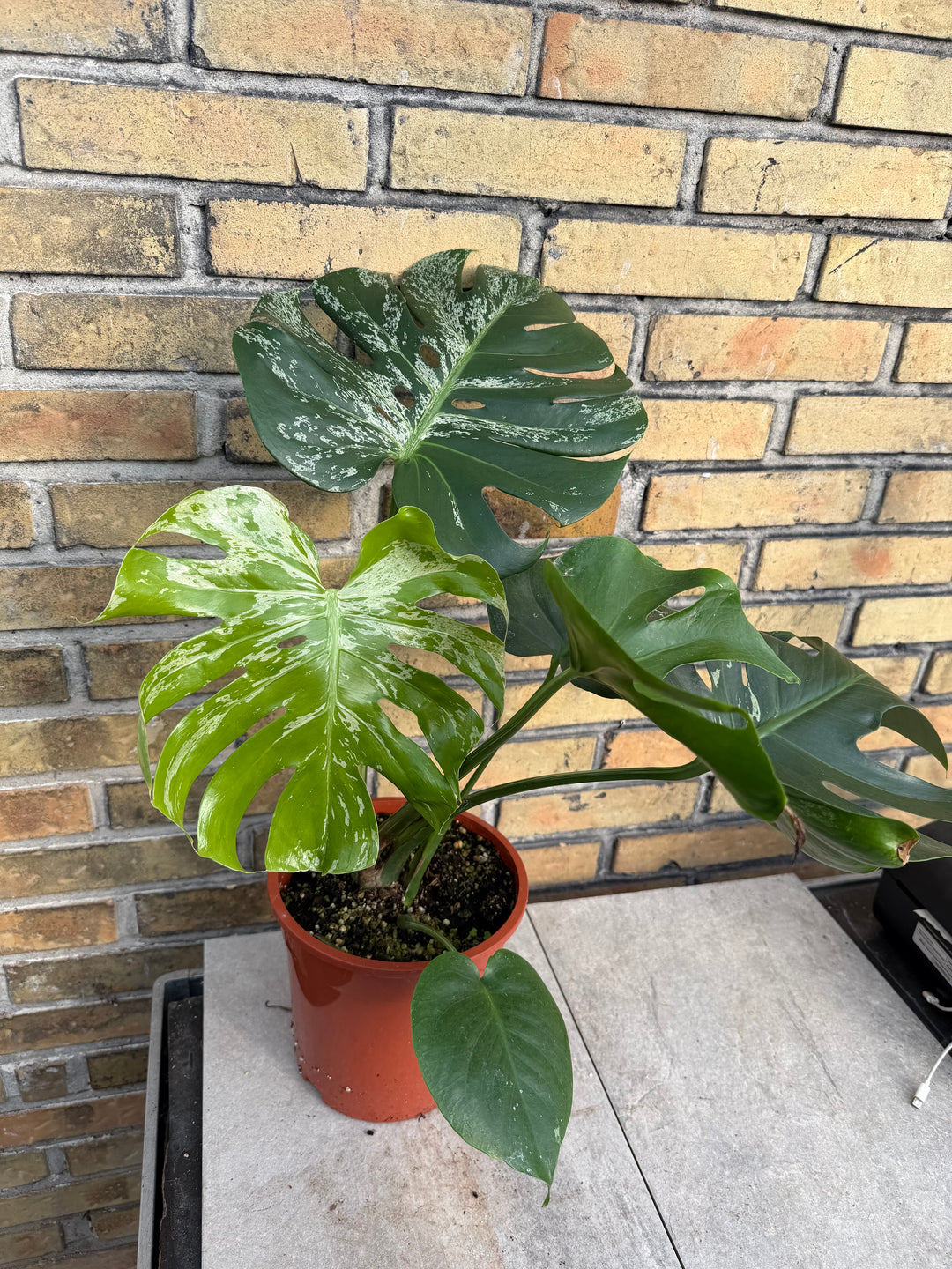 Monstera bulbasaur XL