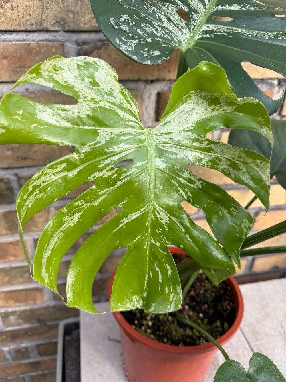 Monstera bulbasaur XL