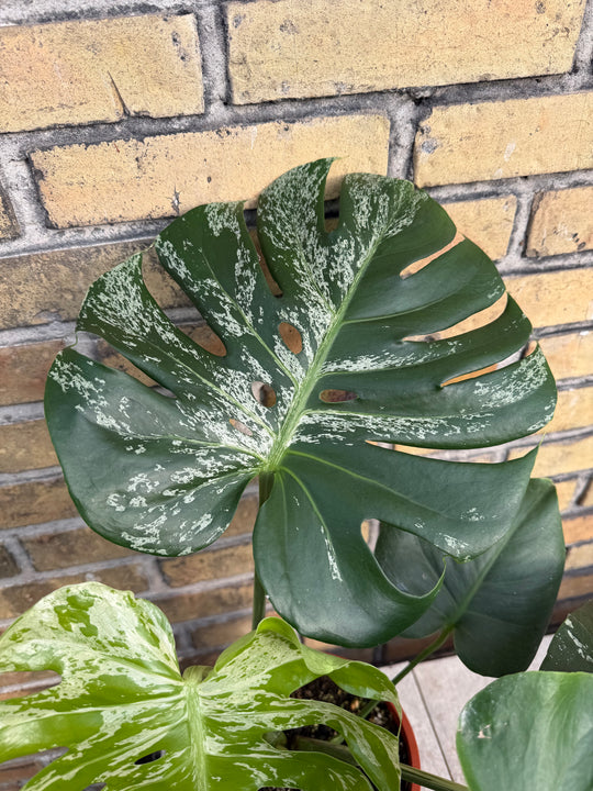Monstera bulbasaur XL